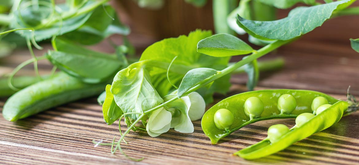 Whey, Soy and Pea Protein Market Trends in Sports Nutrition